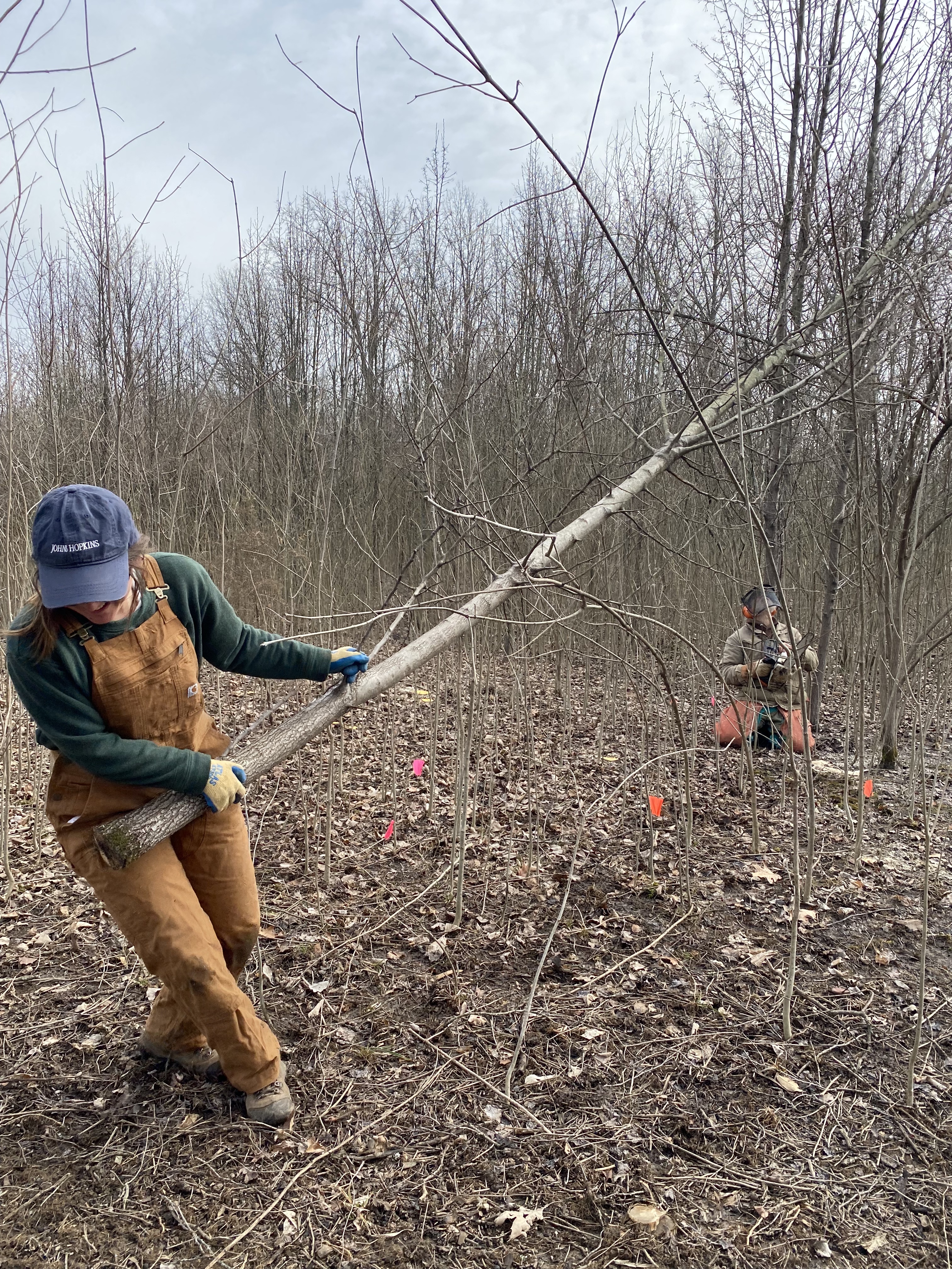 A person dragging a tree limb during habitat restoration at Kingswood Park.